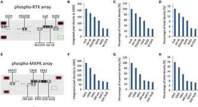 Phospho-Protein Arrays as Effective Tools for Screening Possible Targets for Kinase Inhibitors and Their Use in Precision Pediatric Oncology